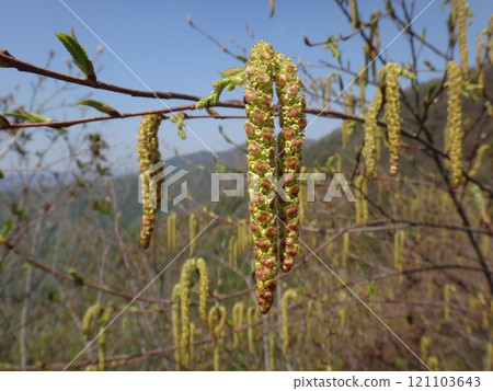 Flower of the Japanese linden 121103643