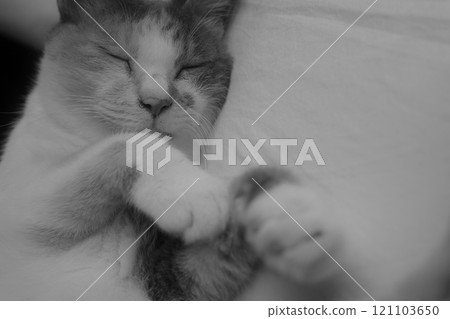 貓睡午覺 貓睡午覺 121103650