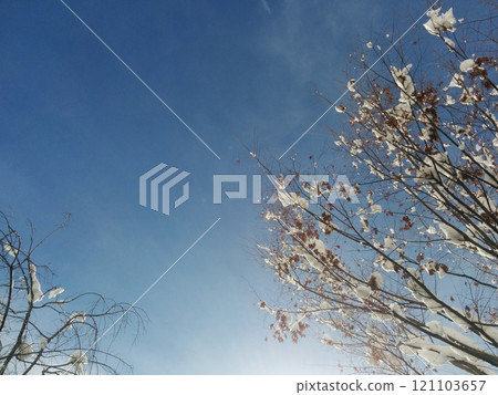 Winter blue sky after heavy snow / Blue sky after snow has stopped - fresh snow on the trees Winter blue sky after heavy snow / Blue sky after snow has stopped - fresh snow on the trees 121103657