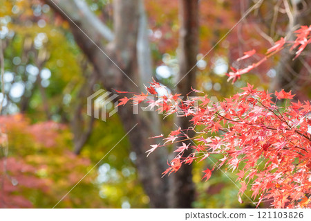 上海秋天的紅色楓葉 上海秋天的紅色楓葉 121103826