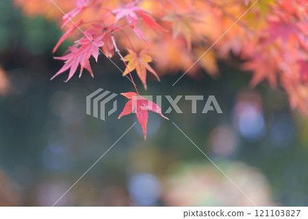 上海秋天的紅色楓葉 上海秋天的紅色楓葉 121103827