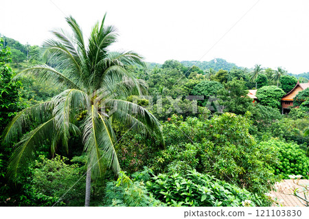 A house in the jungle in Thailand Koh Phangan 121103830
