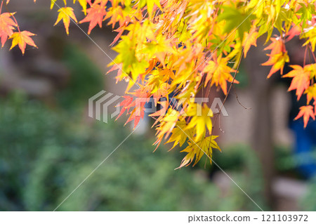 Yellow maple leaves in Shanghai in autumn 121103972