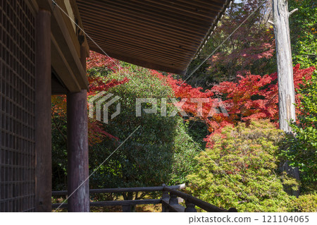 秋天的京都，Hokongoin 花園，從大廳可以看到秋葉 121104065