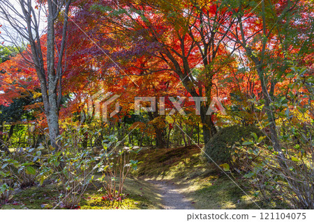 秋天京都 Hokongoin 花園美麗的秋葉 121104075