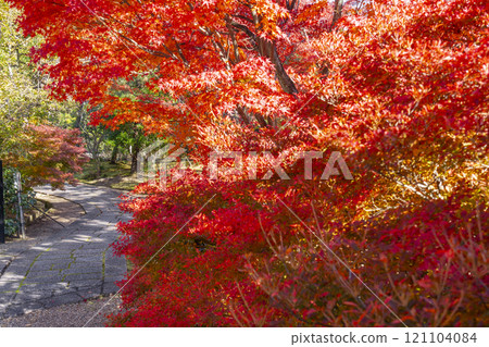 Autumn in Kyoto, Hokongo-in Temple: The crimson-colored maple trees and the approach to the garden 121104084