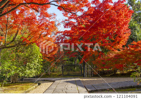 Autumn in Kyoto, Hokongo-in Temple: The crimson-colored maple trees and the approach to the garden 121104091