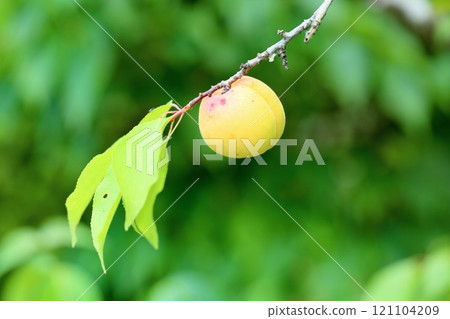 Apricot Fruit Gosuke Don 121104209