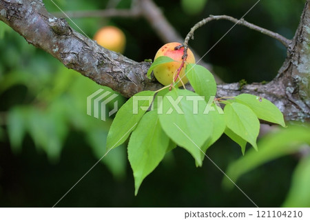 杏果五介丼 121104210