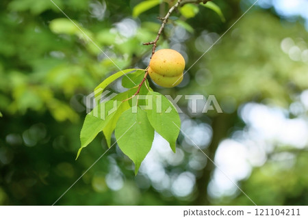Apricot Fruit Gosuke Don Apricot Fruit Gosuke Don 121104211