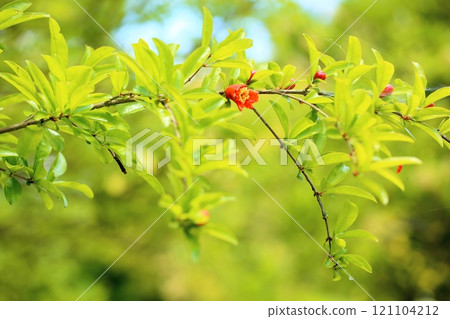 Pomegranate flower 121104212