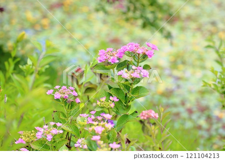 可愛的繡球花 121104213