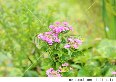 可愛的繡球花 121104214