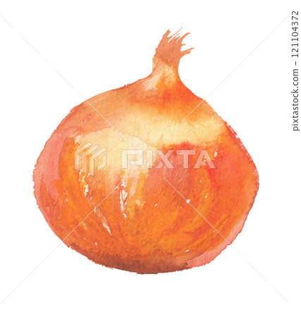 水彩畫的洋蔥的插圖 121104372