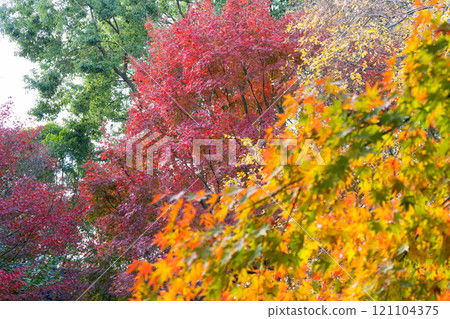 上海秋霞圃交織的紅色和黃色楓葉 121104375