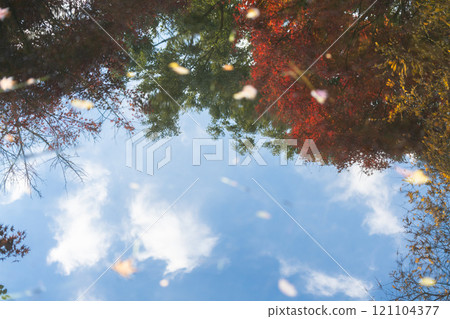 上海秋天池塘中的紅色楓葉倒影 121104377