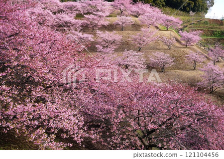 印西市木下萬葉公園山上盛開的河津櫻花,在朝陽下閃閃發光 Ver2 印西市木下萬葉公園山上盛開的河津櫻花,在朝陽下閃閃發光 Ver2 121104456