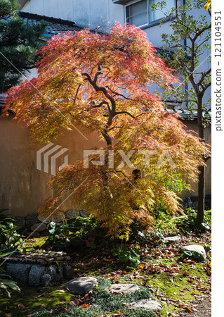 Ishikawa Prefecture Kanazawa Nagaya Samurai Residence Ruins: Quietly changing maple leaves Ishikawa Prefecture Kanazawa Nagaya Samurai Residence Ruins: Quietly changing maple leaves 121104551