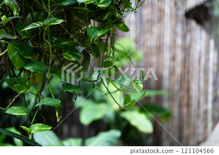 Tropical palm leaves and vibrant greenery frame a calm sea view, enhancing tranquility. Philodendron. 121104566