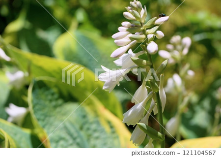 Refreshing Hosta maximowicziana flowers 121104567