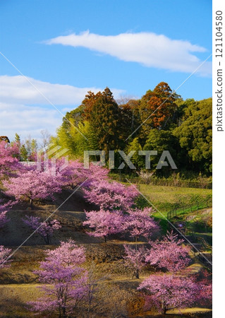 印西市木下萬葉公園的河津櫻花，在藍天背景下，在午後的陽光下閃閃發光 Ver1 121104580