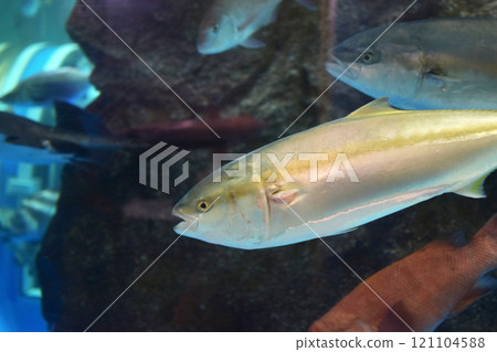 Yellowtail swimming in an aquarium 121104588