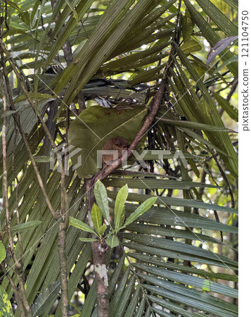 Cute tarsier monkey on tree in Philippines Cute tarsier monkey on tree in Philippines 121104750