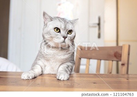 Cat Table Indoor Portrait - A grey tabby cat sits on a wooden table with a serious expression, looking toward the right, with a wooden chair behind it. Cat Table Indoor Portrait - A grey tabby cat sits on a wooden table with a serious expression, looking toward the right, with a wooden chair behind it. 121104763