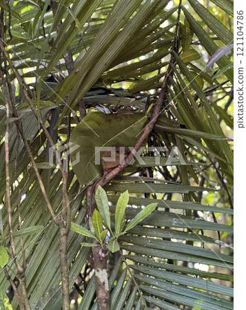 Cute tarsier monkey on tree in Philippines 121104786