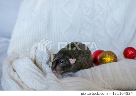 Rat Christmas Ornament Blanket - A black rat sits on a white blanket with red and gold ornaments. 121104824