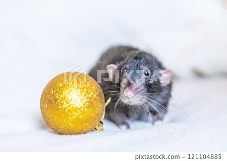 Rat, Christmas Ornament, New Year - Black rat with golden Christmas ornament on white background. 121104885