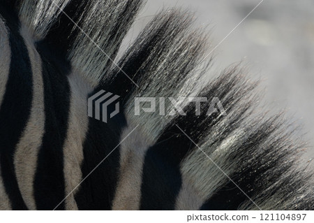 Zebra Mane Close-up Africa Wildlife: Detailed texture of a zebra's mane, showcasing its unique pattern and hairs, likely photographed in African savanna for wildlife documentation. 121104897