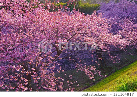 A view of the slope with Kawazu cherry blossoms in full bloom shining in the afternoon sunshine Ver1 A view of the slope with Kawazu cherry blossoms in full bloom shining in the afternoon sunshine Ver1 121104917