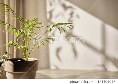 Warm sunlight streaming in through the window, beige background, flowers, vases, and a table with plants. Harmony of light and shadow. 121105017