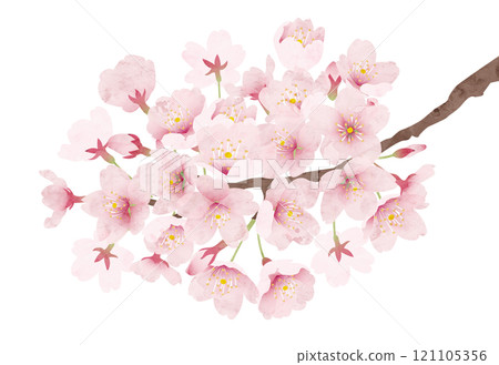 Cherry blossom watercolor style vector illustration 121105356