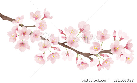 櫻花水彩風格向量圖 櫻花水彩風格向量圖 121105358