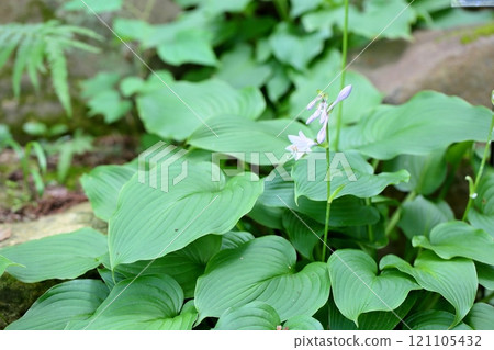 Flower of Ooba Giboshi Flower of Ooba Giboshi 121105432