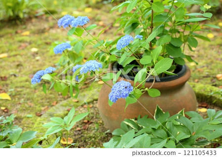 可愛的繡球花 可愛的繡球花 121105433