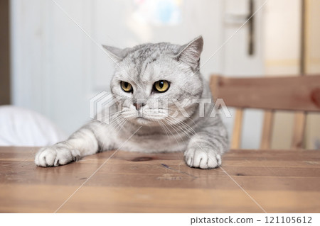 Cat, Table, Home - Grey cat sitting on a wooden table in a home. Cat, Table, Home - Grey cat sitting on a wooden table in a home. 121105612