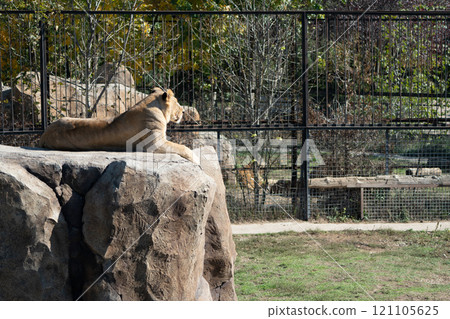 Lion, Zoo, Enclosure - A lion rests on a rock in its zoo enclosure, looking toward the back of the enclosure. 121105625
