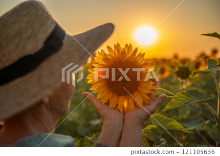 Female hands holding sunflower flower against the backdrop of a sunflower field at sunset light. Concept agriculture oil production growing sunflower seeds for oil 121105636
