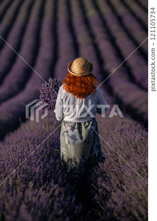 Lavender Harvest France Woman: A woman harvests fragrant lavender in a Provencal field, France, during summer for essential oil production. Lavender Harvest France Woman: A woman harvests fragrant lavender in a Provencal field, France, during summer for essential oil production. 121105734
