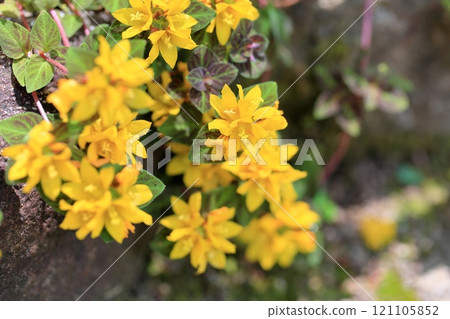 Ricimakia的花午夜太陽 Ricimakia的花午夜太陽 121105852