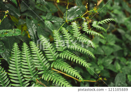 travel and people activity concept with hiking in tropical forest on mountain travel and people activity concept with hiking in tropical forest on mountain 121105889