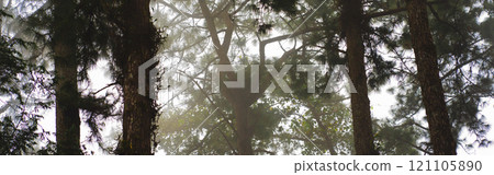 travel and people activity concept with tree and haze in tropical forest on mountain travel and people activity concept with tree and haze in tropical forest on mountain 121105890