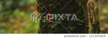 travel and people activity concept with hiking in tropical forest on mountain 121105929