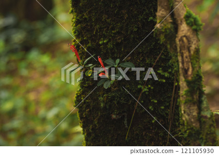 travel and people activity concept with hiking in tropical forest on mountain travel and people activity concept with hiking in tropical forest on mountain 121105930
