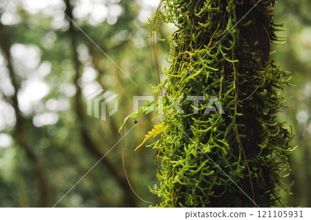 travel and people activity concept with hiking in tropical forest on mountain travel and people activity concept with hiking in tropical forest on mountain 121105931