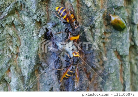 Wasps sucking sap 121106072