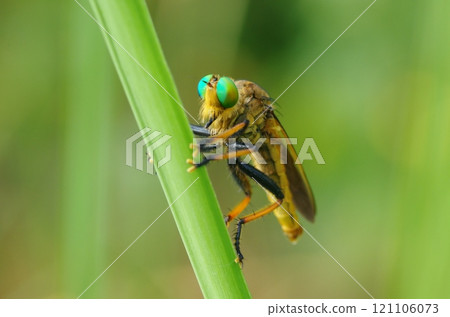 Aoméab Aoméab 121106073